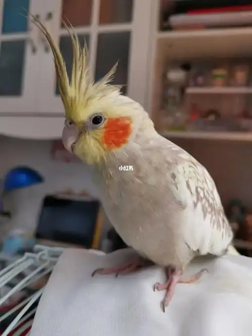 玄凤鹦鹉  是别人自己家大鸟生的,说是古铜珍珠,我已经养了两年,有