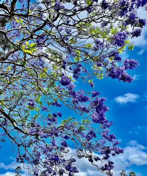 澳大利亚的蓝花楹