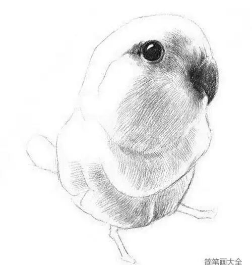 素描小鹦鹉的绘画教程简笔画教程简笔画大全
