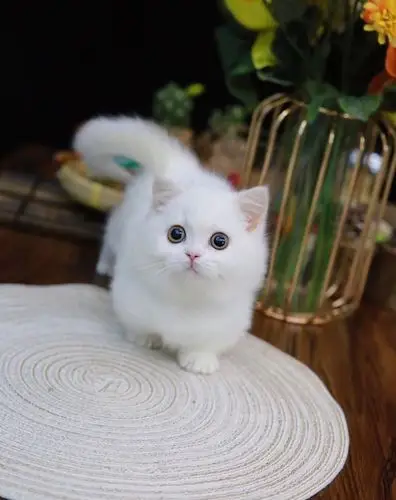 纯白曼基康矮脚猫