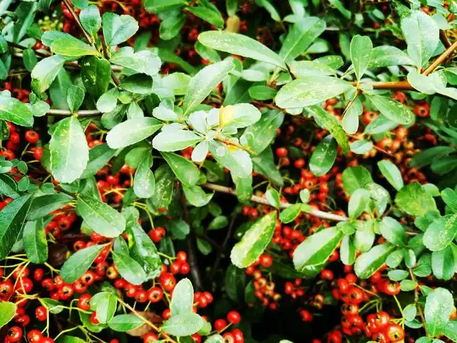 听海:只为暮春寻梦来(火棘)