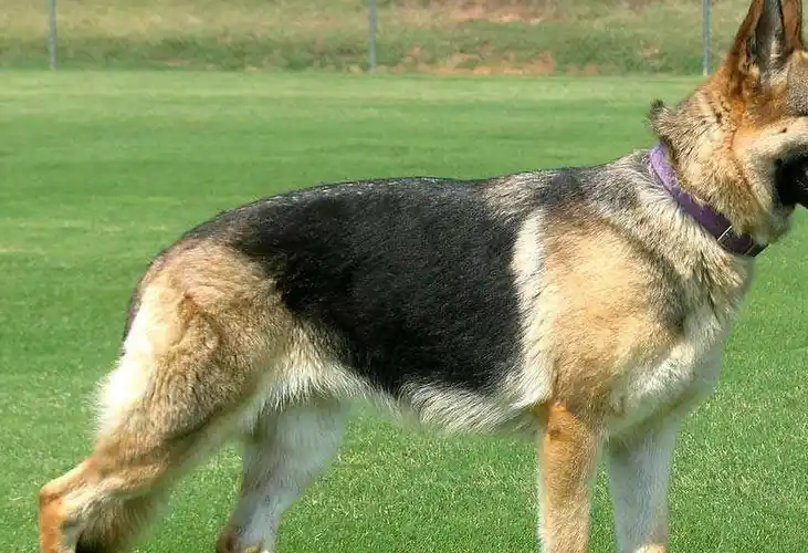 为何大多数军犬用大狼狗?_训练_德国_品种