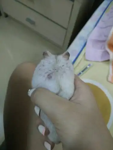 仓鼠背上长了个这个东西,是什么,该怎么做?