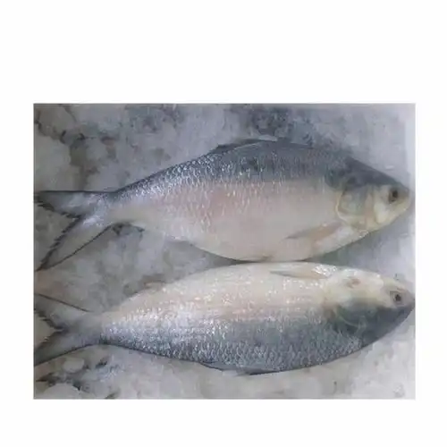 鲱属 alosa 鱼类 下图为 美国西鲱 alosa sapidissima ,俗称:美洲鲥鱼