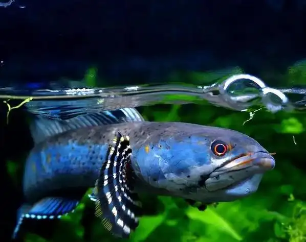 步骤/方式1养雷龙鱼出状态,注意以下几点:养殖的环境