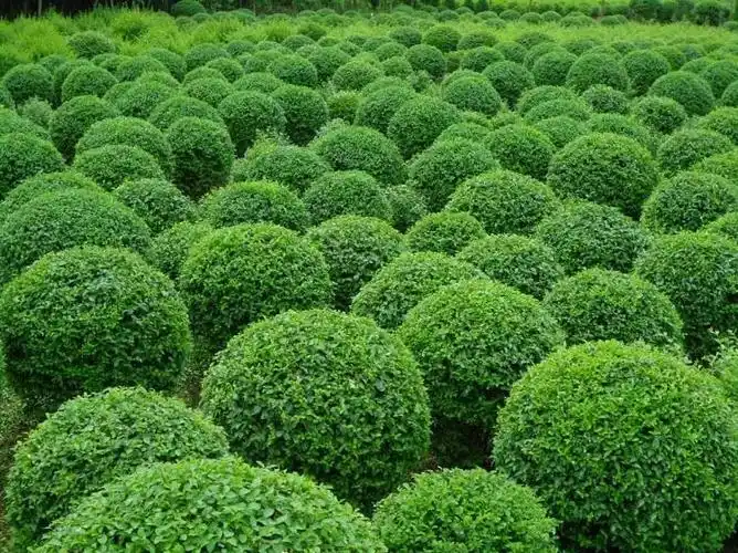 树老桩庭院小叶女贞球树木绿化苗木花叶女贞球1米直径40cm含50cm不含