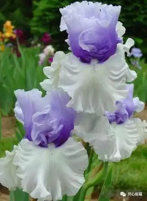 世界上最美的花儿,美到窒息