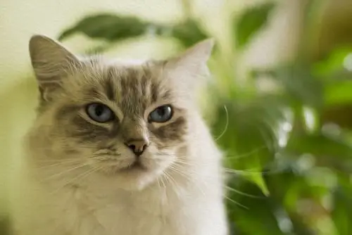 猫猫图片大全可爱 高清壁纸 摄影图片