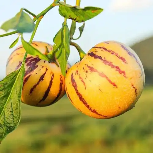 云南人参果:水果界的"灌汤包",吃一口就再也忘不掉