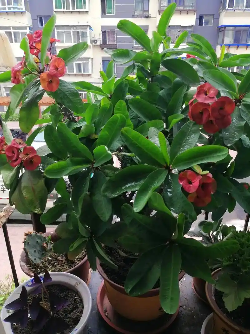 大虎刺梅花,#我的花花草草9494 - 抖音