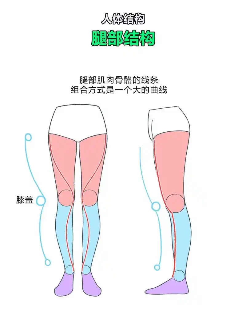 腿部结构和肌肉分析.#绘画技巧 #每天跟我涨知识 #零基础教 - 抖音
