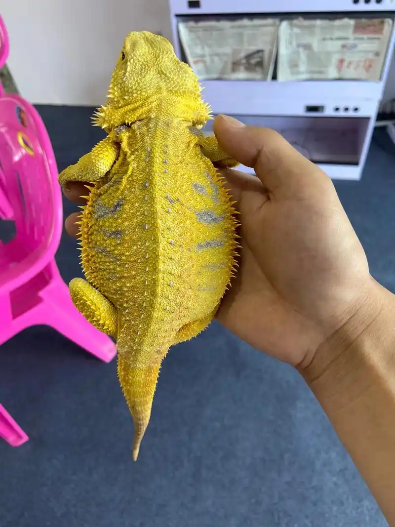 鬃狮蜥蜴饲养指南饲养设备时间管理