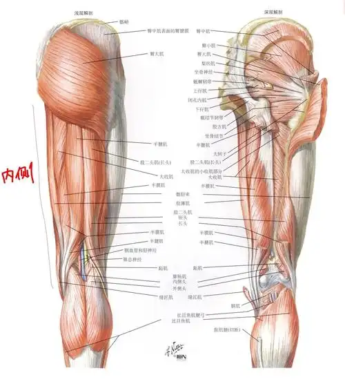 大腿内侧肌肉突出