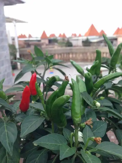 正开花结果的辣椒树(已经红了的朝天椒)