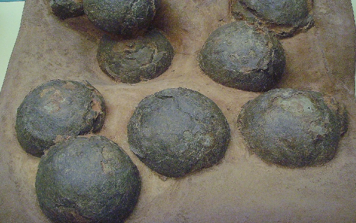 关于恐龙蛋的十几个事实 你知道几个