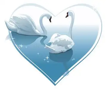 游泳/每股收益天鹅湖黑天鹅和白天鹅金色反射的天鹅湖面上的白天鹅新