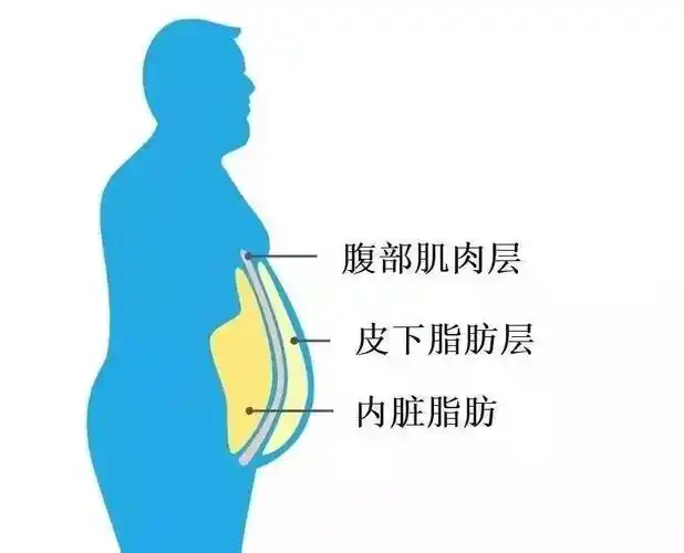 如何减掉顽固的腹部脂肪?不是做腹部动作就行,要从5个方面做起