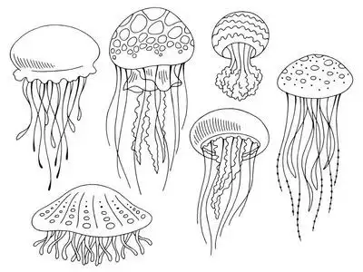 水母图形集黑色白色隔离素描插图矢量照片