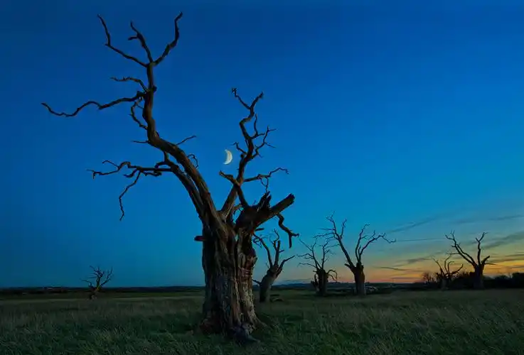 天空,树,晚上,月球,枝,大自然,照片