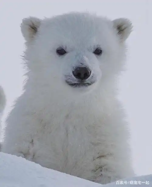 北极熊妈妈和她的两只幼崽,好可爱