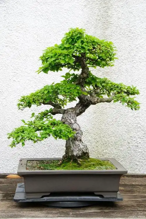 对节白蜡换盆有什么注意事项