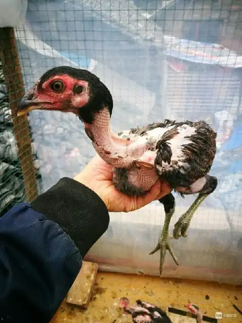 【转卖】纯种越南斗鸡苗出售