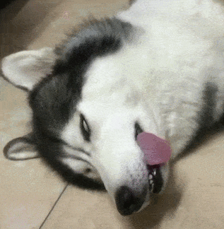 二哈摊地上翻白眼,主人:狗子,你肿么了?狗:拆家可是个体力活