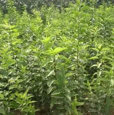 丝棉木小苗,丝绵木