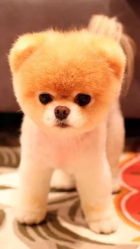 呆萌的小伙伴来啰