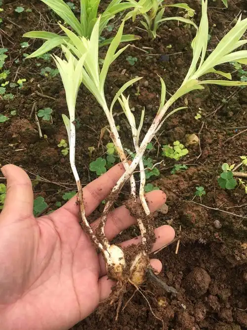 百合苗后管理要点2020.3.14