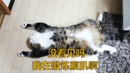 500_281gif 动态图 动图