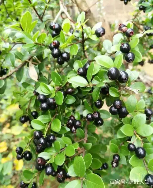 探寻食用野果-黄杨叶蒲桃