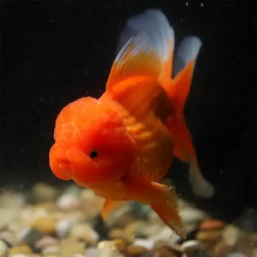 一折狮子头金鱼