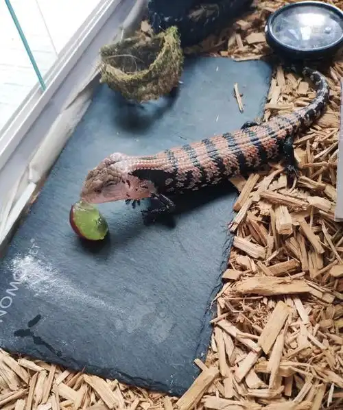 蓝舌石龙子的一些饲养见解