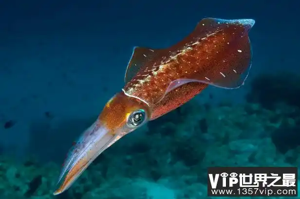 世界第二大乌贼:大王乌贼,体型与战斗力匹敌抹香鲸