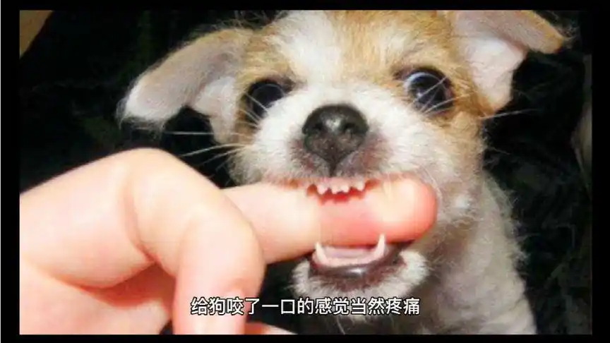 给狗咬了一口是什么感觉