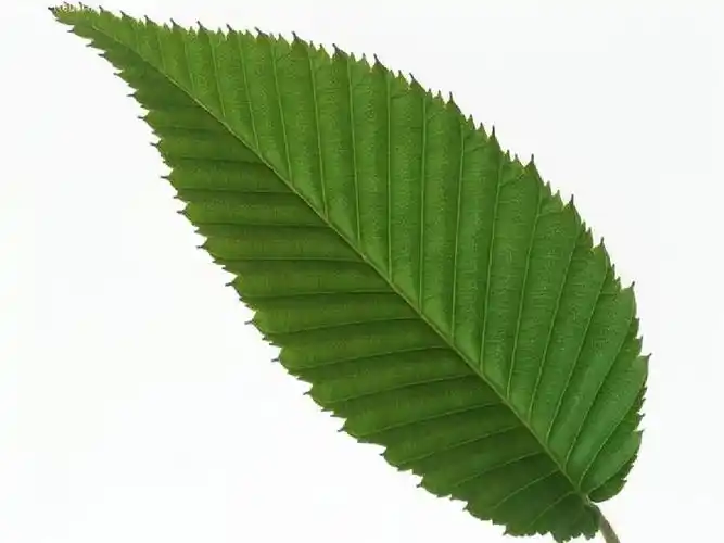 鲁班是怎么想到把锯子做成锯齿模样的?他受到了什么东西的启发?