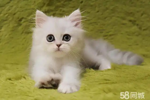 【图】转让1000元家养的金吉拉猫 可爱粘人的小猫咪 - 龙岗区坂田宠物