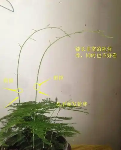 阿布教你养植物不要错过3种让文竹变美的修剪手法