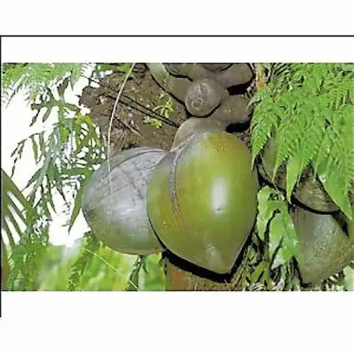 海底椰的功效与作用——答群友