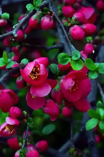 海棠花,美了郑州2021的春天 - 美篇