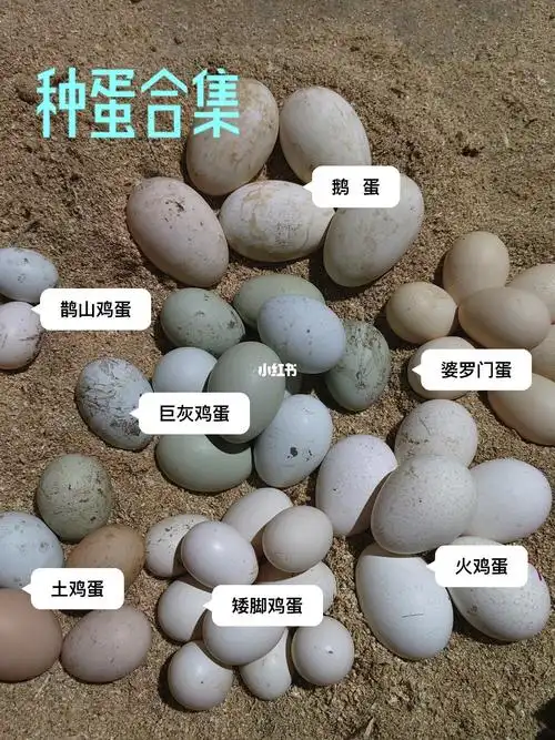 种蛋分类