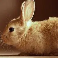 可爱兔子微信头像
