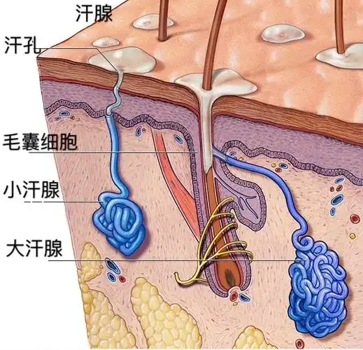 汗腺1_fotor.jpg