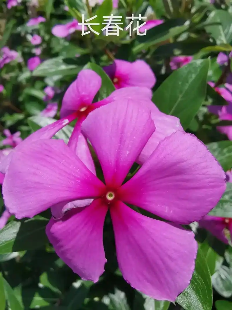 花百科 #看图视花 #植物文化 # - 抖音