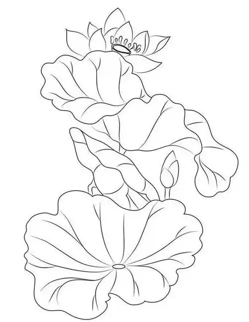【黑白线稿】工笔画白描花卉 荷花等,夏日荷花别样红