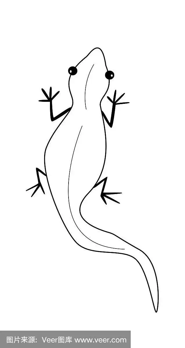 蜥蜴轮廓黑色矢量白色孤立.