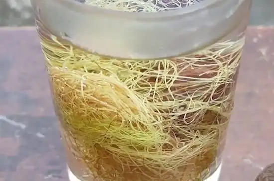 玉米须茶的功效与作用(附玉米须茶的禁忌)