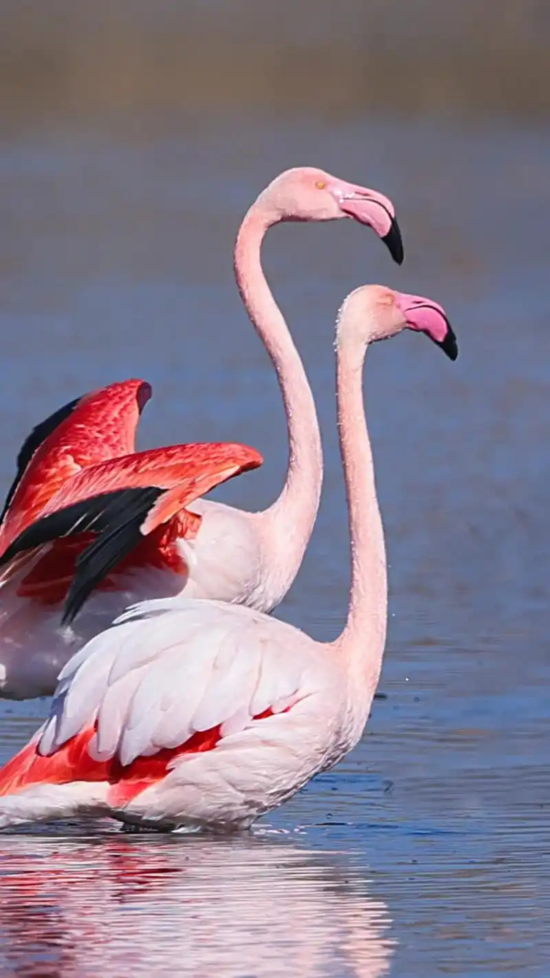 拍摄火烈鸟,一份心情与快乐分享给您!#野生鸟类摄影 #唯美意 - 抖音