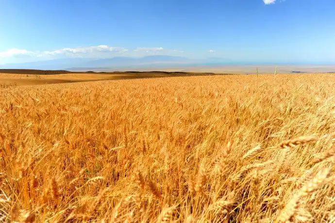 森林绿海就会 稻花飘香,麦浪滚滚就会生根,发芽因为无数颗汗珠 一旦